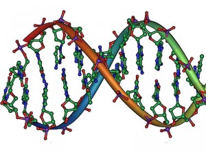 Всё о структуре ДНК