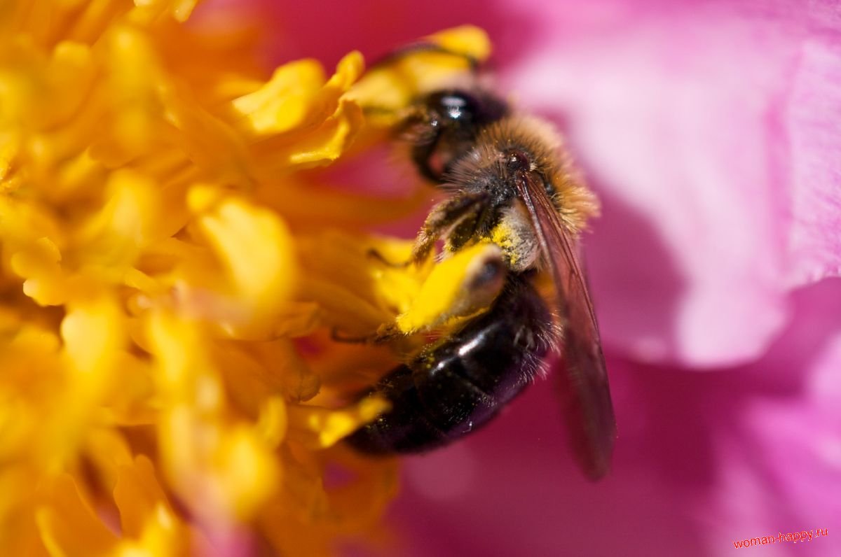 Пчелиный яд в косметологии