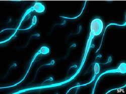 Ультразвук — новое средство контрацепции?
