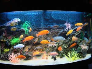 Красивый аквариум – лучшее средство в борьбе со стрессом