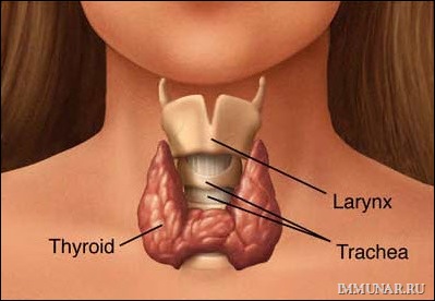 Щитовидная железа и долголетие