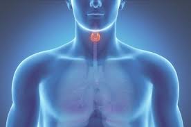 Фитоазбука: щитовидная железа в норме