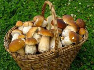 Медик: грибы защищают организм от рака