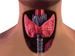 Нарушение функций щитовидной железы