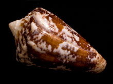 Яд моллюсков поможет справиться с раком и никотиновой зависимостью