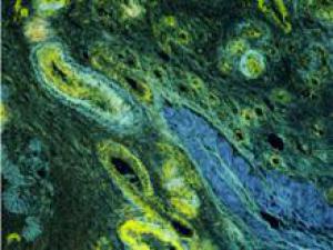 Из клеток и водорослей изобретатели получили полноценную замену яичника