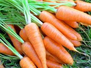 Морковь может победить рак