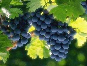 Виноград может помочь в борьбе с раком простаты