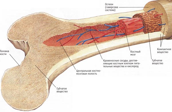 Как устроена костная система?
