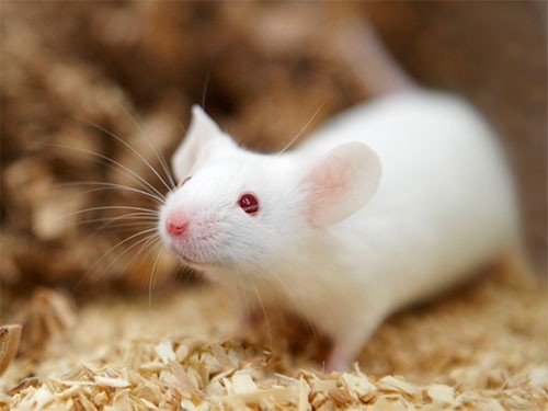 Всего один укол в мозг вылечил мышей от диабета