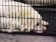 Собаки помогли ученым приблизиться к победе над раком мозга у людей Собаки помогли ученым приблизиться к победе над раком мозга у людей