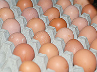 Куриные яйца могут дать реальную защиту от рака груди